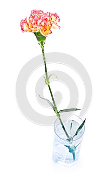 Carnation in Glass