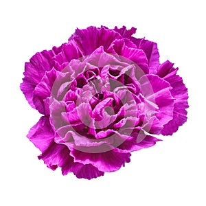 Carnation head flower violet isolated on white background