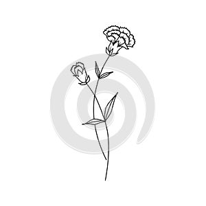 Carnation January Birth Month Flower Illustration