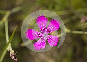 Carnation meadow - Dianthus campestris, Carnation field, Dianthus deltoides Dianthus deltoids photo