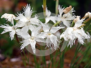 Carnation needle-leaf. Dianthus acicularis Fisch