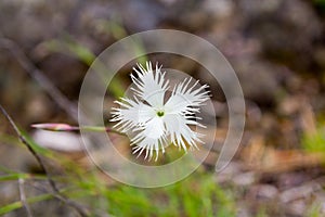 Carnation needle-leaf. Dianthus acicularis Fisch. Ledeb photo