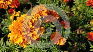 Carnation orange flower
