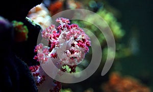 Carnation Tree Coral Dendronephthya sp.