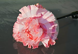 Carnation on a wet background