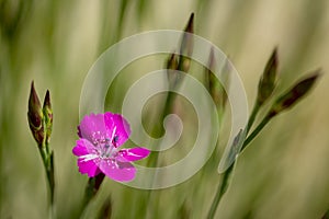 Carnations are beautiful flowers for your garden close up