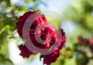 Carnations Beautiful red flowers