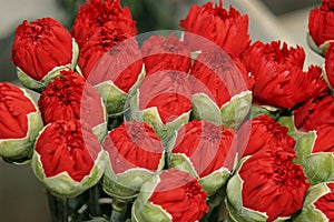 Carnations