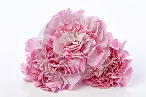 Carnations flower for Mother`s day