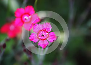 Carnations flowers in sunshine.