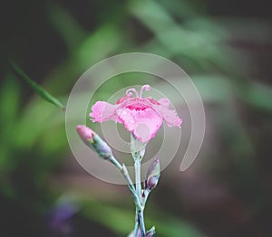 Carnations flowers in sunshine.