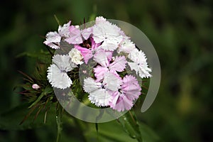 Carnations flowers in sunshine.