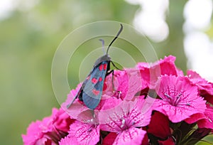 Carnations flowers in sunshine. The six-spot burnet Zygaena filipendulae - a day-flying moth.