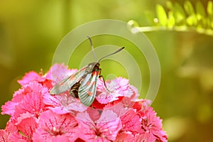 Carnations flowers in sunshine. The six-spot burnet Zygaena filipendulae - a day-flying moth.