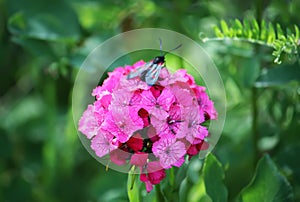 Carnations flowers in sunshine. The six-spot burnet Zygaena filipendulae - a day-flying moth.