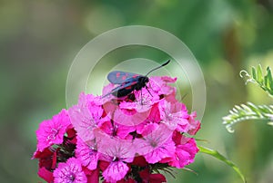 Carnations flowers in sunshine. The six-spot burnet Zygaena filipendulae - a day-flying moth.