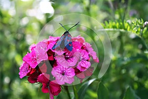 Carnations flowers in sunshine. The six-spot burnet Zygaena filipendulae - a day-flying moth.