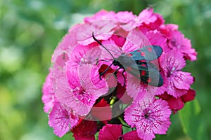 Carnations flowers in sunshine. The six-spot burnet Zygaena filipendulae - a day-flying moth.