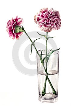 Carnations in a Glass