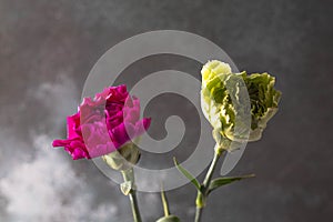 Carnations in hand in black background