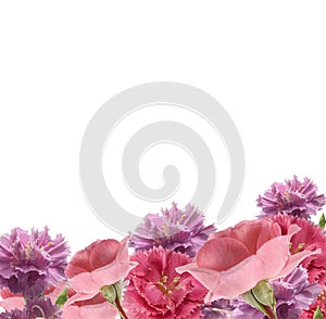 Carnations and roses border