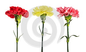 Carnations