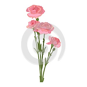 Carnations vector icon on a white background. Pink flower illustration isolated on white. Floral realistic style design