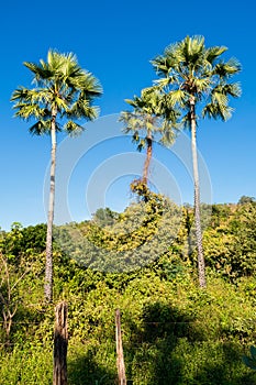 Carnauba palms Copernicia prunifera against blue sky in Oeiras - Brazil