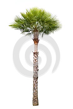 Carnauba Wax Palm tree