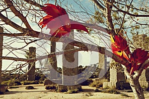 After Carnaval, bright red masks of birds on the dry tree