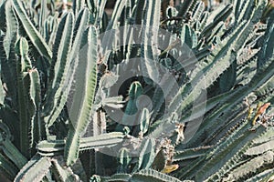 Carnegie gigantea cactus. Saguaro plant