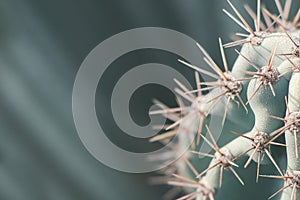 Carnegiea cactus. Background with desert cactus