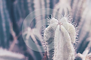 Carnegiea Gigantea cactus. Background with desert plant