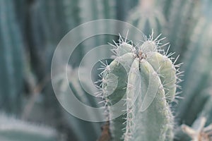 Carnegiea Gigantea cactus. Saguaro plant photo