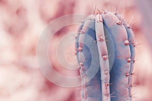 Carnegiea gigantea cactus. Saguaro plant. Toned image photo