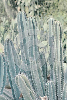 Carnegiea Gigantea growing in desert