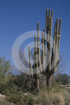 Carnegiea gigantea - Saguaro