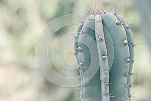 Carnegiea gigantea. Saguaro. Background with big green cactus captured outdoor