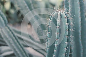 Carnegiea gigantea. Saguaro cactus