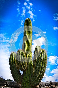 Carnegiea gigantea - Saguaro Cactus with blue sky photo