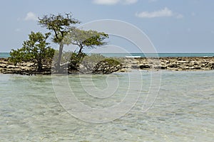 Carneiros beach in Porto de Galinhas, Recife, Pernambuco - Brazil photo