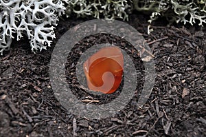 Carnelian on forest floor