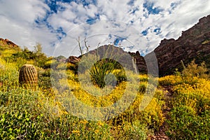 Carney Springs Trail is located in the remote area of the Superstition Mountain Wilderness.