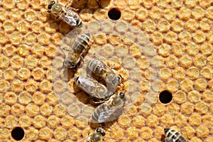 Carnica honey bees on combs photo