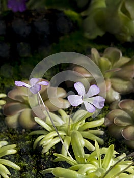 Carnicorous butterwort Pinguicula photo