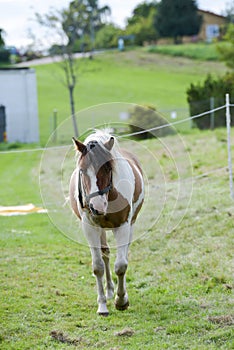 Carnival Circus horses roam in the garden