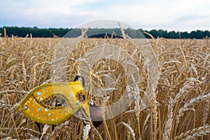 Carnival mask in wheat