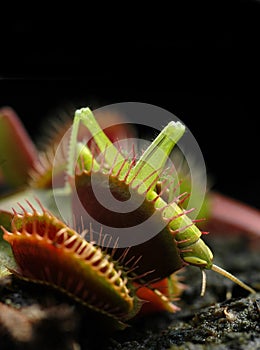 Carnivor Plants Dionea photo