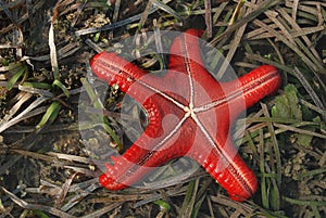 Carnivor Plants Dionea photo