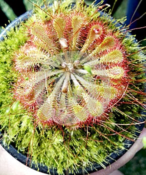 Carnivora plant drosera with insects photo